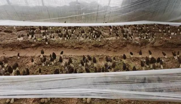 四川农科院农业专家创新成果 沙漠地成功培育出羊肚菌