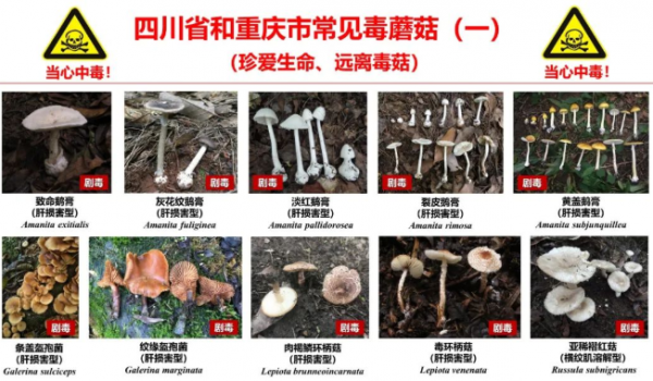 安全提示：不要误采误食有毒野生蘑菇