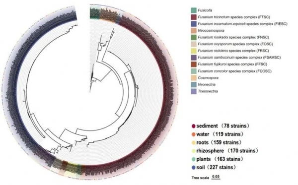 微生物所团队合作揭示镰孢菌在高原农田生态系统的分布格局并定名描述“墨脱镰孢”